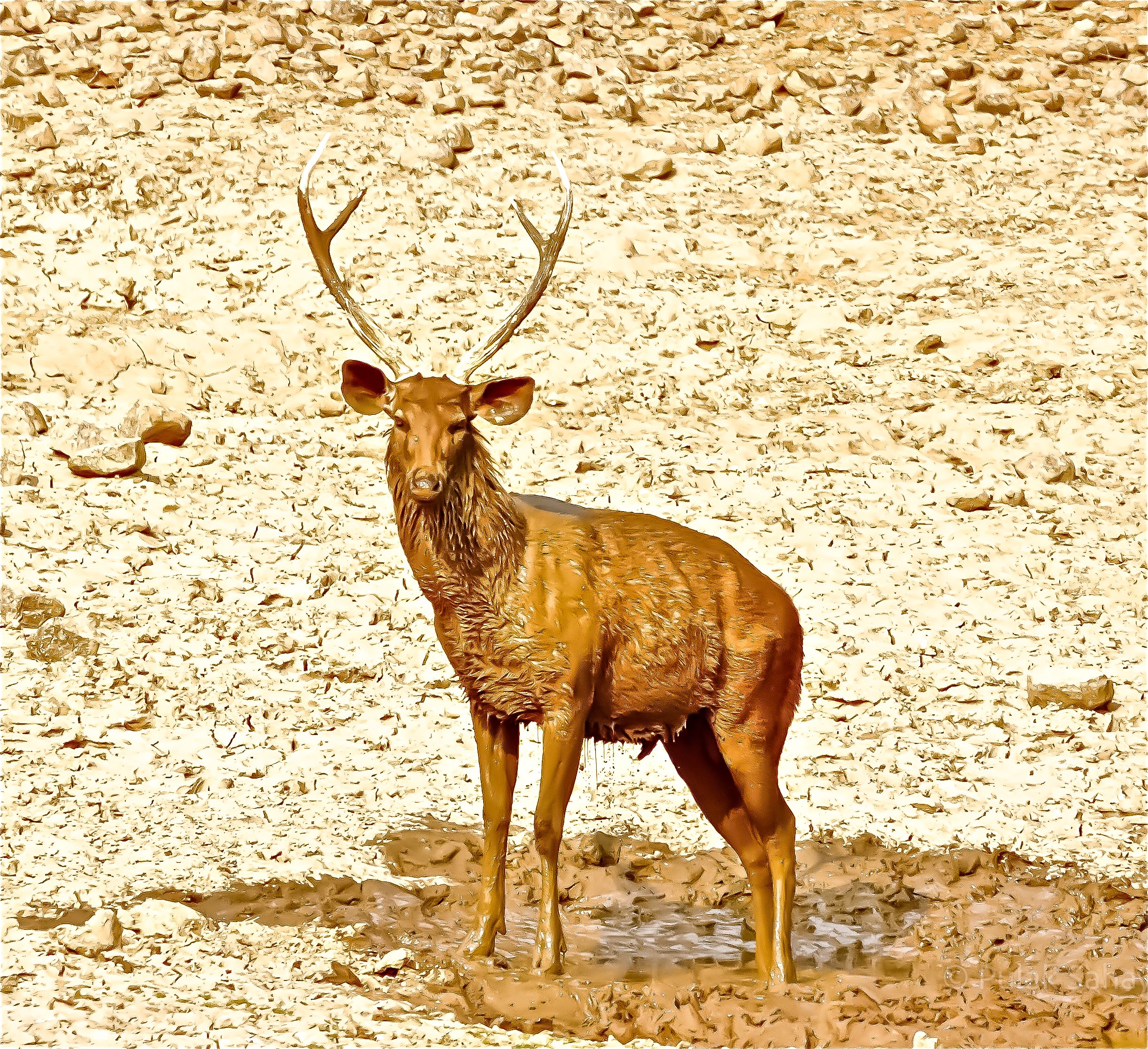 Deer standing out of a mud bath